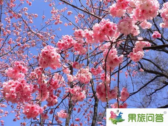云南圆通山樱花——同学们去云南旅游非昆明国旅不跟
