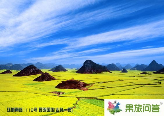 罗平金鸡——云南旅游别错过了罗平花海我的故乡