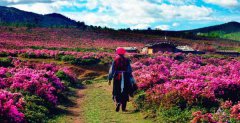 现在去云南旅游安全吗？云南旅游十一旺季去云南旅游安全了吗？