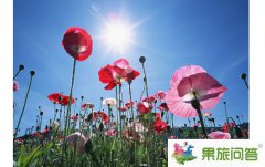 <b>云南罂粟花的花语是什么?鸦片花是什么样的?</b>